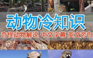 外面卖1699的国外纪录片解说(动物解说、美食、动画片)稳过中视频-副业资源站